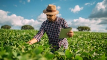 PY-Agricultor-Latinoamericano-revisando-sus-cultivos-en-busca-de plagas PY-Agricultor-Latinoamericano-revisando-sus-cultivos-en-busca-de plagas