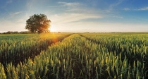 PY  Campo de trigo al atardecer PY  Campo de trigo al atardecer