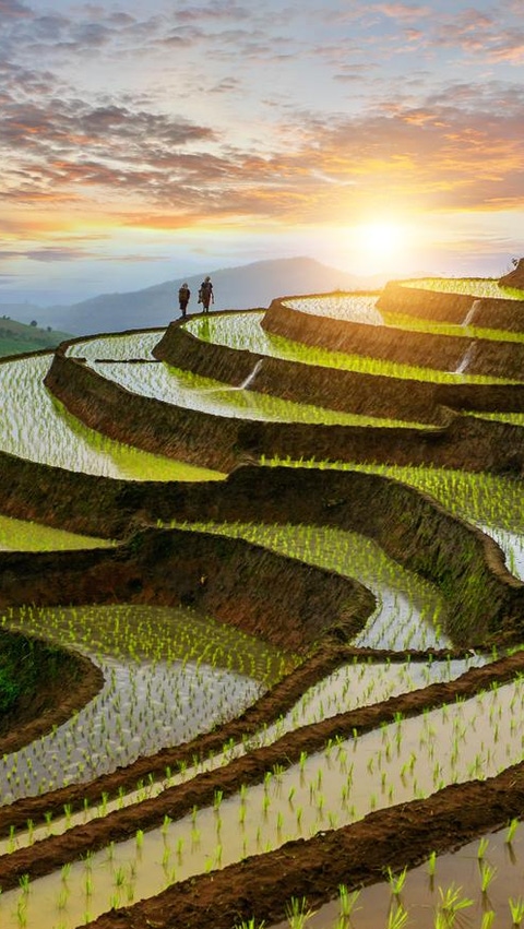 Rice paddy_5 Rice paddy_5