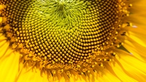 A donor sunflower plant has been grown for seed increase and the collection of immature embryos. The sunflowers are later used in the lab for tissue culture experiments. A donor sunflower plant has been grown for seed increase and the collection of immature embryos. The sunflowers are later used in the lab for tissue culture experiments.