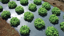 multiple green lettuce heads growing on top of black plastic sheet multiple green lettuce heads growing on top of black plastic sheet