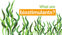 Biostimulants Biostimulants