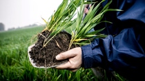 Farmer shows soil in which grain grows Farmer shows soil in which grain grows