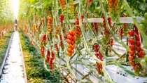 A picture of tomatoes growing in a greenhouse A picture of tomatoes growing in a greenhouse