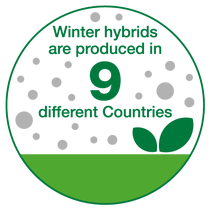 Winter hybrids ared produced in 9 different countries Winter hybrids ared produced in 9 different countries